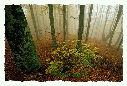 Un Bosco di Faggi